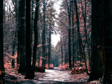 İlkbahar, kış tatilinden sonra orman tekrar uyanır. Bahar güneşi ormandaki ağaçların arasından doğuyor. Doğa konsepti.
