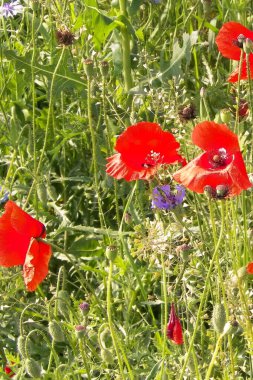 Doğa olarak gelincik çiçekli çayır. Doğa konsepti.