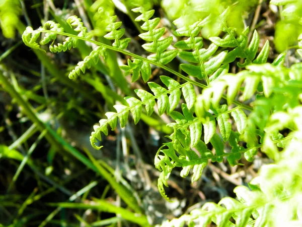 Närbild Gröna Blad Grön Ormbunke Polypodiopsida Cronquist Naturbakgrund Blomsterkoncept — Stockfoto
