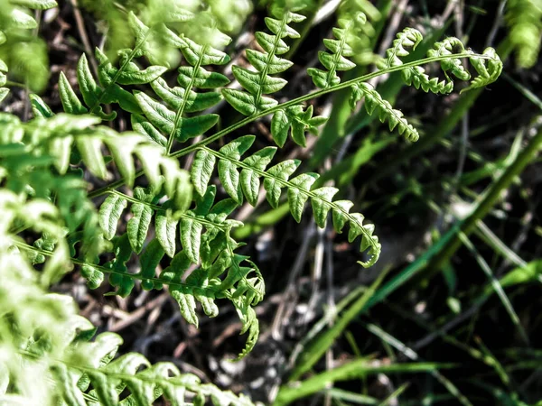 Primo Piano Foglie Verdi Felce Verde Polypodiopsida Cronquist Sfondo Naturale — Foto Stock