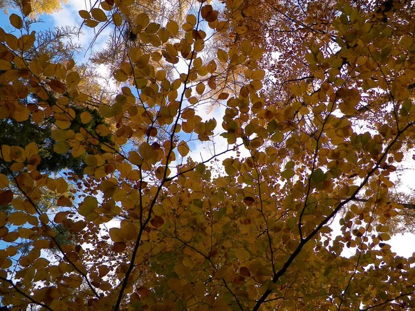 Gros Plan Des Branches Automnales Comme Fond Naturel Feuilles Dorées — Photo