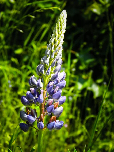 Mavi Lupin Çiçeğine Lupinus Yakın Plan Polonya Doğası Yaz Zamanı — Stok fotoğraf