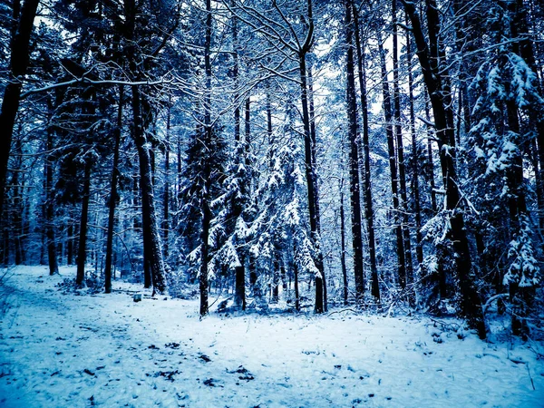 Vinterskogens Landskap Natur Koncept Abstrakt Filter Tonas — Stockfoto