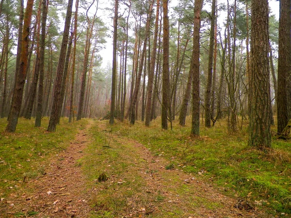 발트해 지역에 소나무 폴란드 북부의 아름다운 자연과 여행의 — 스톡 사진