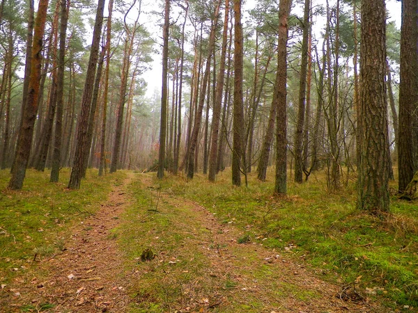 Landschap Van Dennenbos Het Kustgebied Van Oostzee Prachtige Natuur Van — Stockfoto