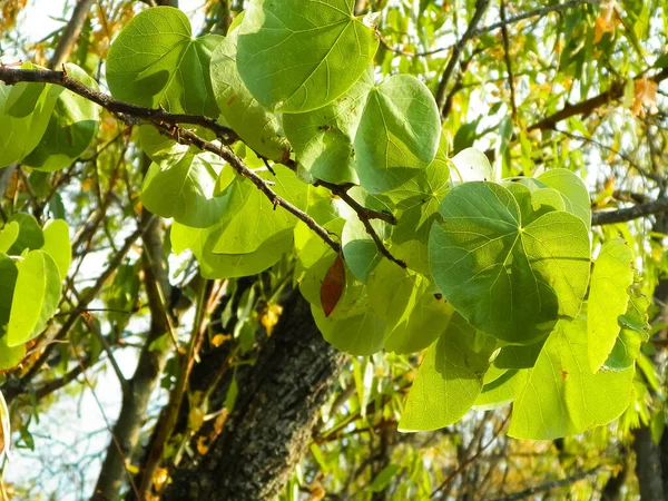 Close Branch Green Leaves Balkan Macedonian Flora Nature Background — Stock Photo, Image