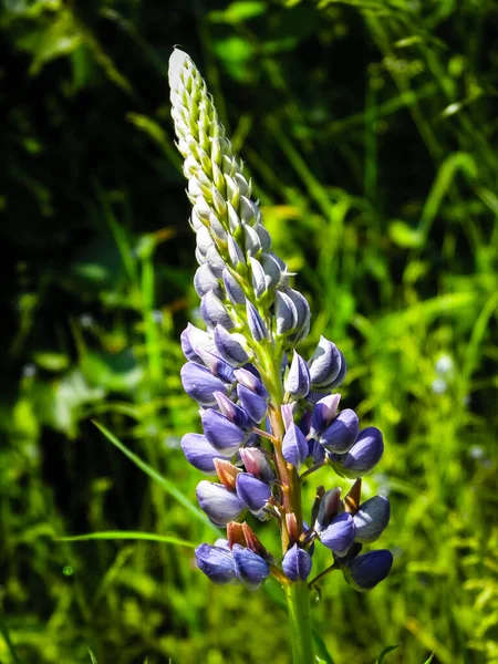 Закрыть Синий Цветок Люпина Lupinus Польская Природа Летнее Время — стоковое фото