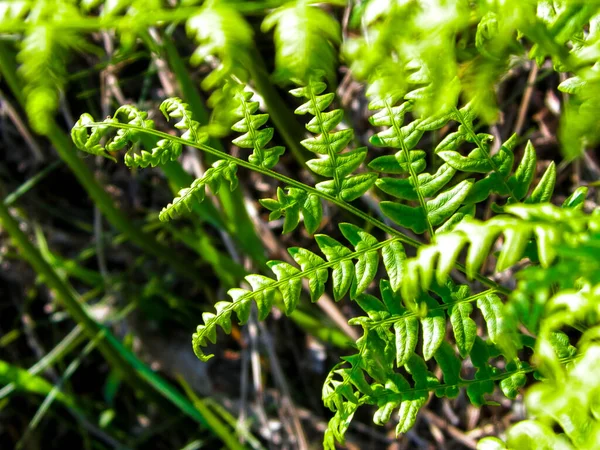 Primo Piano Foglie Verdi Felce Verde Polypodiopsida Cronquist Sfondo Naturale — Foto Stock