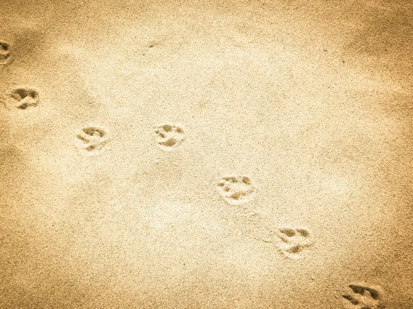 砂の上にフォックスの足のプリント 自然を背景に スペースのコピー — ストック写真