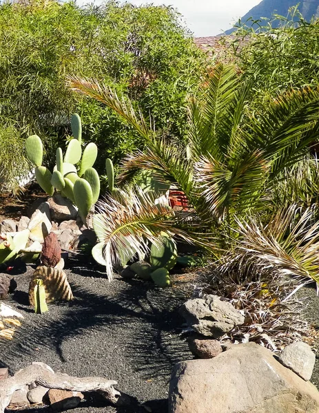 Cactus Palmeras Vegetación Típica Canaria Concepto Botánico Naturaleza Palmeras Cactus — Foto de Stock