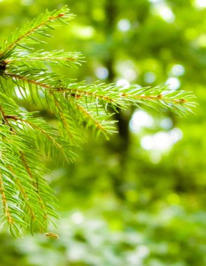 Spruce şubesinin kapağı. Boşluğu kopyala, doğa kavramı.