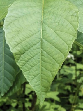 Yeşil yaprak doğanın arka planı. Boşluğu kopyala, doğa kavramı.