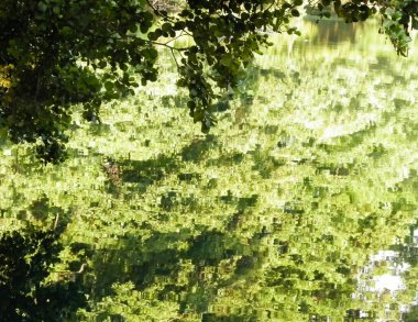 Dal ve gölet suyunu doğa arka planı olarak kapatın. Kopyalama alanı, Balkan doğa kavramı.