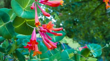 Pembe hanımeli (Lonicera L.) çiçeklerine yakın çekim. Yazın Polonya doğası, çiçek ve bahçe konsepti. Boşluğu kopyala, doğa arkaplanı.