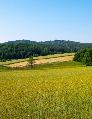 Tepeler, tarlalar ve çayırlar. Wiezyca 'nın güzel manzarası, Kashubia Bölgesi, Kuzey Polonya. Boşluğu mavi gökyüzünde kopyala.