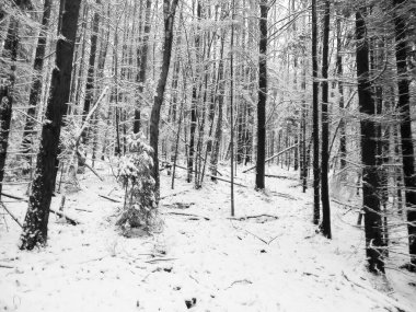 Kış orman manzarası. Doğa konsepti, soyut bw filtre tonu.