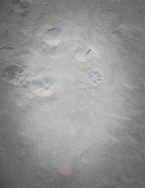 Kumda Kedi Pençesi Izleri Var Doğa Geçmişi Boşluğu Kopyala — Stok fotoğraf