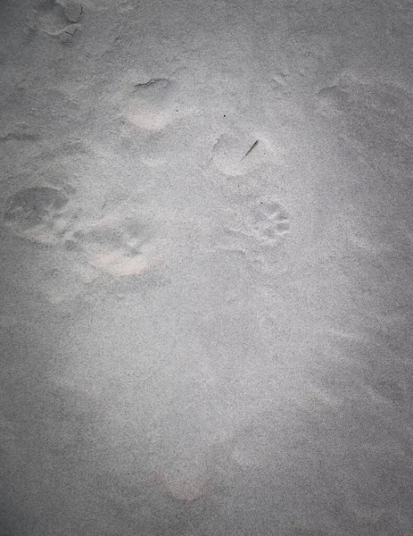 Impressões Pata Gato Areia Fundo Natureza Espaço Cópia — Fotografia de Stock