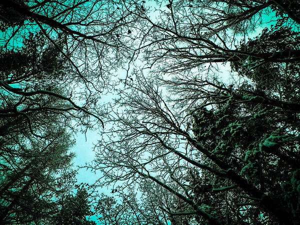 Winter forest landscape. Nature concept, abstract filter toned.