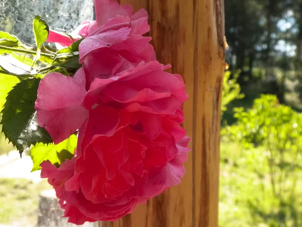 Close up of pink rose flower. Polish nature in summer, petals of pink rose.