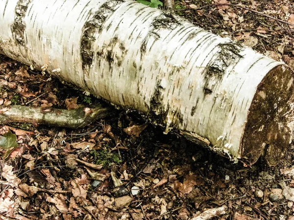 Waldnatur Eine Geschnittene Birke Als Naturhintergrund Natur Und Umweltschutz Kopierraum — Stockfoto