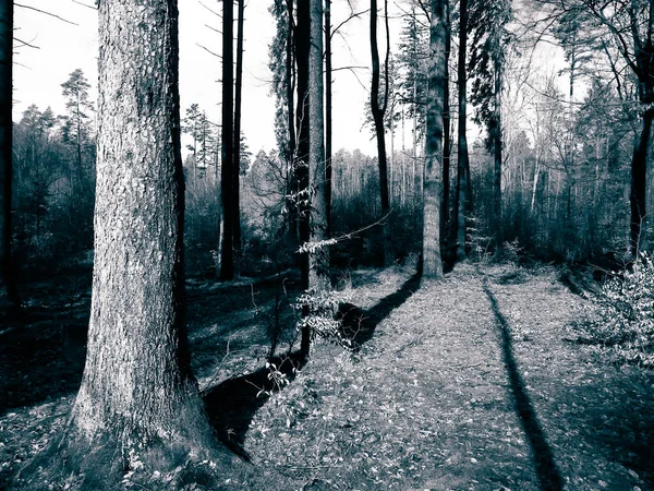 寒假过后 森林又苏醒过来了 春天的阳光穿过树林 波兰的自然自然概念 Bw滤清器调色 — 图库照片