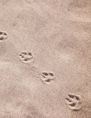 Kumda tilki pençesi izleri var. Doğa geçmişi. Boşluğu kopyala.
