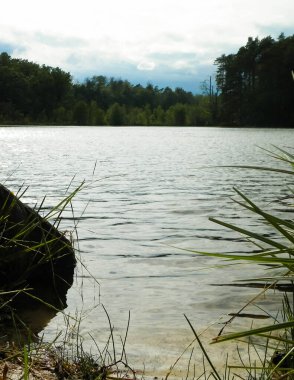 Wygoda Gölü kıyısında. Wyoda Gölü Pelcznica Doğal Rezervi 'ndeki lobelia gölüdür. Kuzey Polonya 'nın güzel doğası, Kashubia bölgesi.