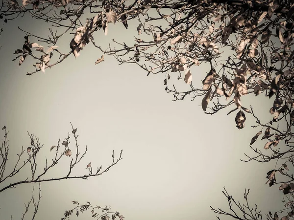 Äste Herbstlicher Bäume Als Hintergrund Der Natur Goldener Herbst Kopierraum — Stockfoto