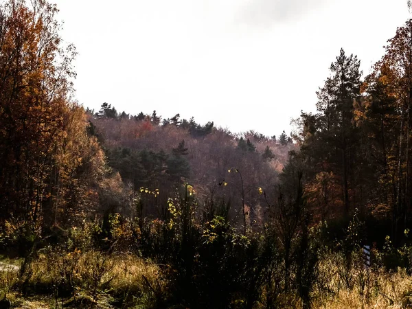 Autumn Forest Landscape Golden Polish Autumn Nature Concept — Stock Photo, Image