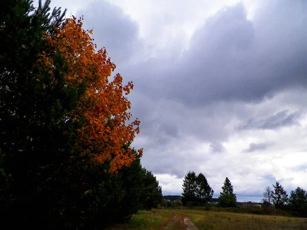 First days of autumn - orange color tree. Kashubian Region, Poland. Nature concept.