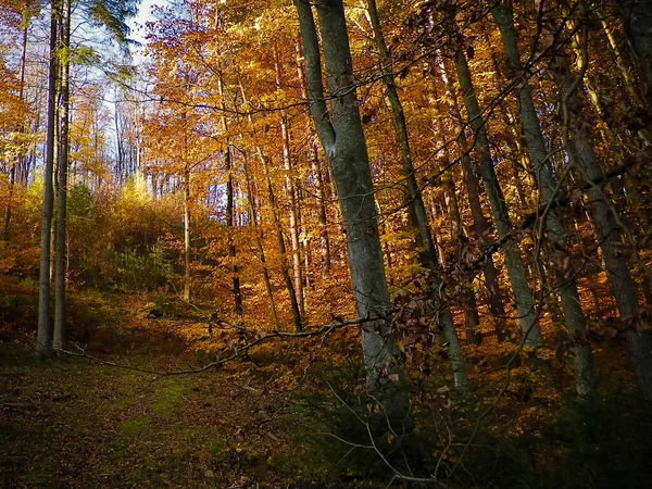 秋の森の風景です 高い木の上の金色の葉 ポーランドの自然の美しさ — ストック写真