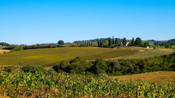 Paisaje Los Viñedos Toscanos Día Soleado Concepto Naturaleza Agricultura Vacaciones — Foto de Stock