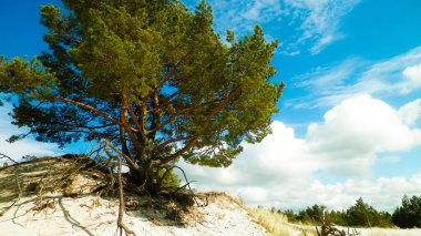 Stilo 'daki kum tepeleri, Leba. Kuzey Polonya 'nın kıyı bölgesi.