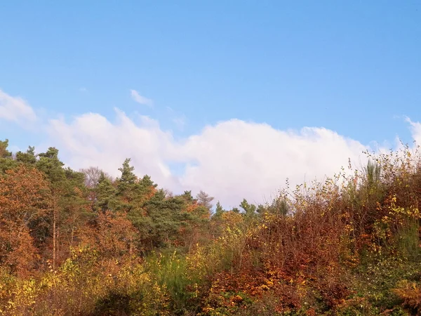Jesienne Drzewa Tle Błękitnego Nieba Skopiuj Miejsce Niebie Jesienny Sezon — Zdjęcie stockowe