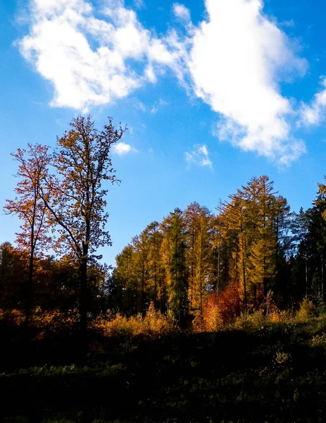 Floresta Outonal Dia Ensolarado Céu Azul Com Nuvens Tempo Sazonal — Fotografia de Stock