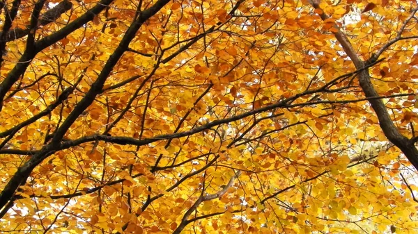 Гілки Осінніх Дерев Фон Природи Золота Осінь Місце Копіювання — стокове фото
