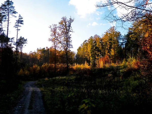 Foresta Autunnale Copia Spazio Sul Cielo Stagione Autunnale Natura Clima — Foto Stock