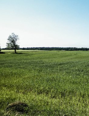 Kashubian köyündeki yeşil arazinin doğası. Doğa ve tarım kavramı.