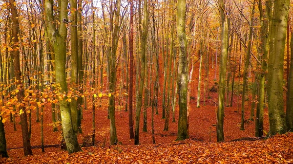 Floresta Polaca Outono Conceito Natureza — Fotografia de Stock