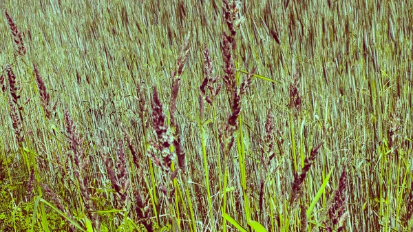 Zbliżenie Poaceae Trawa Łąkowa Natura Koncepcja Kwiatowa — Zdjęcie stockowe