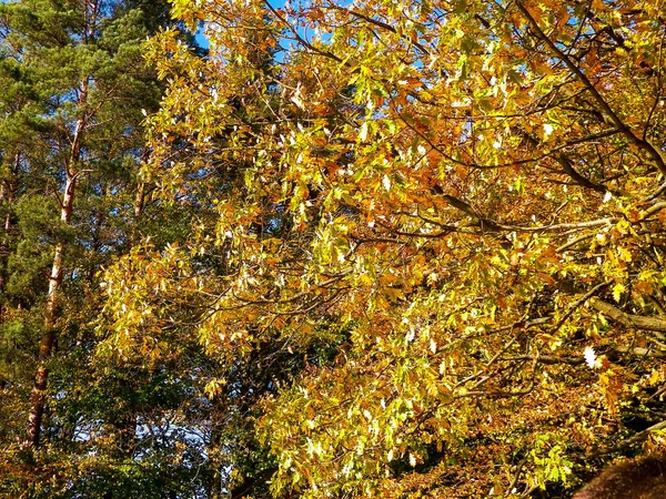 Träd Med Gula Blad Höstsäsong Naturbegrepp — Stockfoto