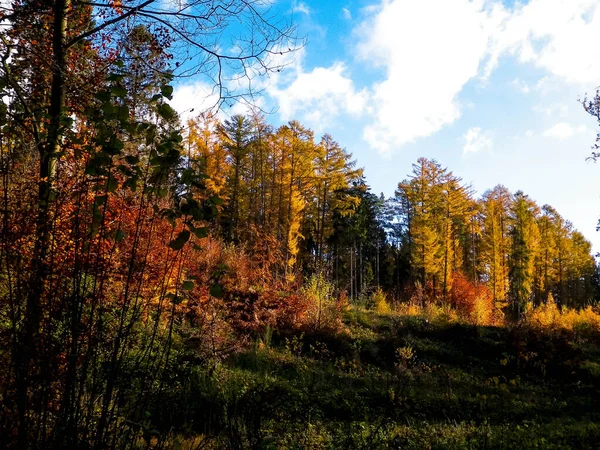 Forêt Automnale Par Temps Ensoleillé Ciel Bleu Avec Nuages Météo — Photo