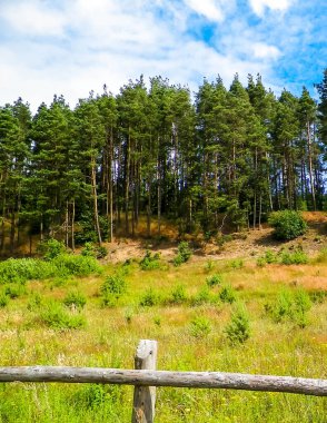 Pelcznica Ulusal Parkı 'ndaki ormandaki çayır. Kuzey Polonya 'nın güzel doğası.