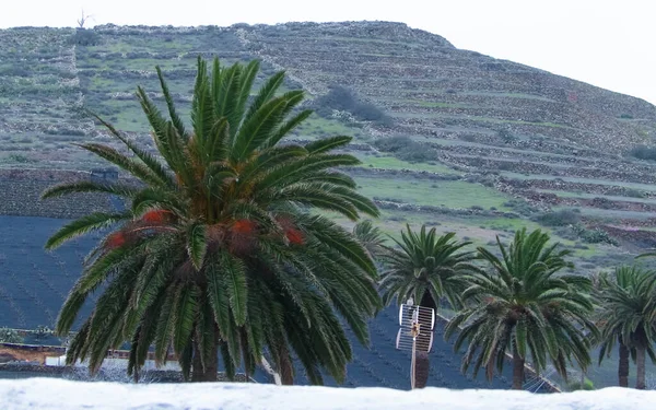 Palmen Haria Lanzarote Canarische Eilanden Haria Wordt Genoemd Als Stad — Stockfoto