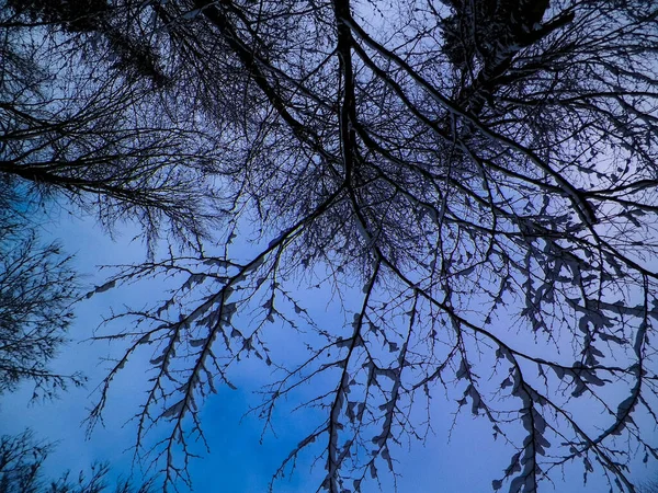 Kış Mevsimi Konsepti Dallarda Beyaz Kar Doğa Arkaplan Sanat Filtresi — Stok fotoğraf
