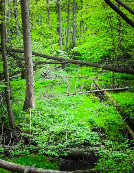Fluss Kacza Wald Schönheit Der Natur Nordpolens Reise Und Erkundungskonzept Stockfoto