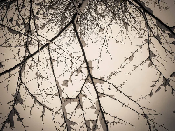 Wintersaisonkonzept Weißer Schnee Auf Ästen Naturhintergrund Kunstfilter Getönt — Stockfoto