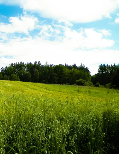 Pradera Bosque Parque Nacional Pelcznica Hermosa Naturaleza Del Norte Polonia — Foto de Stock