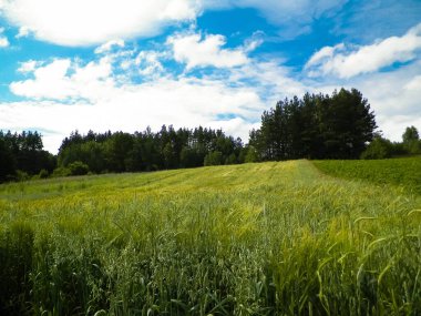 Pelcznica Ulusal Parkı 'ndaki ormandaki çayır. Kuzey Polonya 'nın güzel doğası.